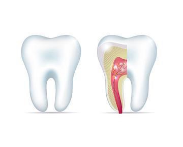 Animated inside of a healthy tooth without the need for root canal therapy